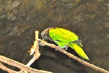 International Herp Symposium 2011