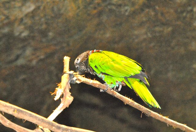 International Herp Symposium 2011