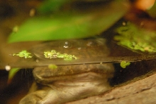 International Herp Symposium 2011