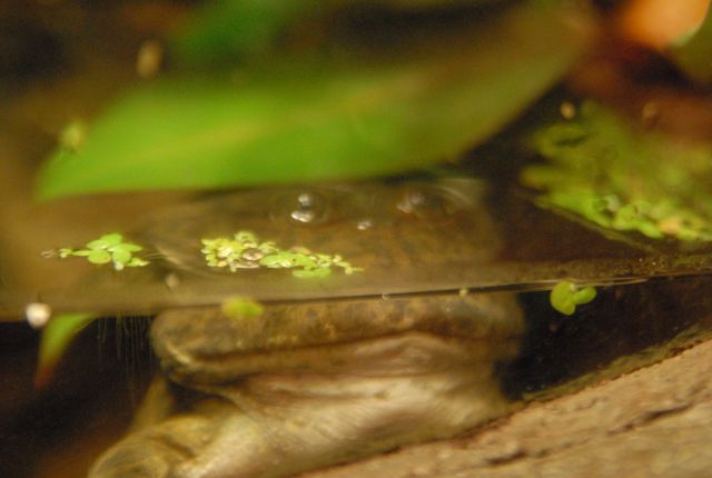 International Herp Symposium 2011