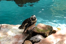 International Herp Symposium 2011