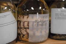 International Herp Symposium 2011