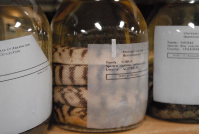 International Herp Symposium 2011