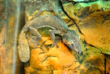 International Herp Symposium 2011