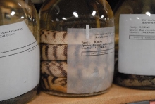 International Herp Symposium 2011