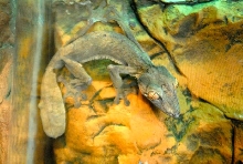 International Herp Symposium 2011