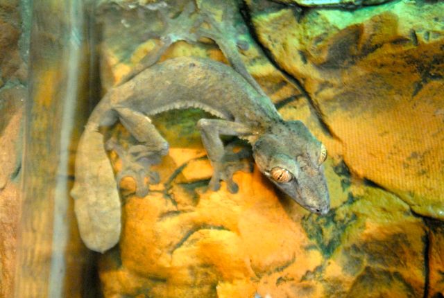 International Herp Symposium 2011