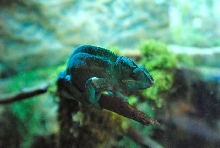 International Herp Symposium 2011