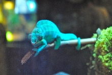 International Herp Symposium 2011
