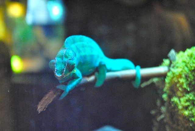 International Herp Symposium 2011