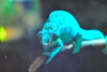 International Herp Symposium 2011
