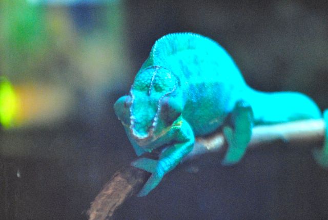 International Herp Symposium 2011