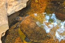 International Herp Symposium 2011