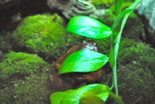 International Herp Symposium 2011