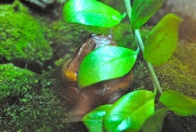 International Herp Symposium 2011
