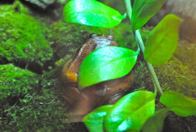 International Herp Symposium 2011