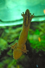 International Herp Symposium 2011