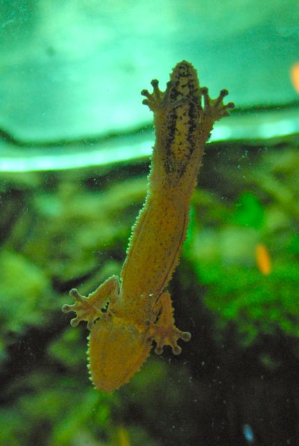 International Herp Symposium 2011