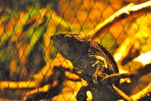 International Herp Symposium 2011