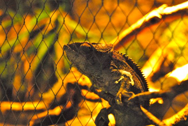 International Herp Symposium 2011