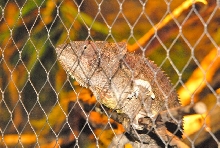 International Herp Symposium 2011