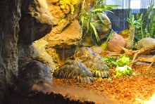 International Herp Symposium 2011