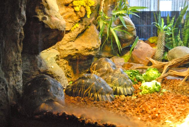 International Herp Symposium 2011