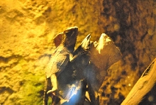 International Herp Symposium 2011