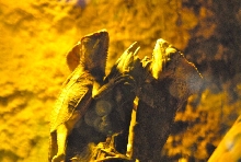 International Herp Symposium 2011