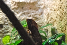 International Herp Symposium 2011