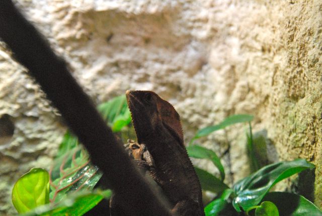 International Herp Symposium 2011