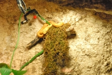 International Herp Symposium 2011