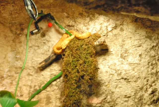 International Herp Symposium 2011