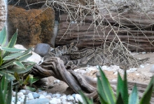 International Herp Symposium 2011