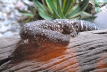 International Herp Symposium 2011