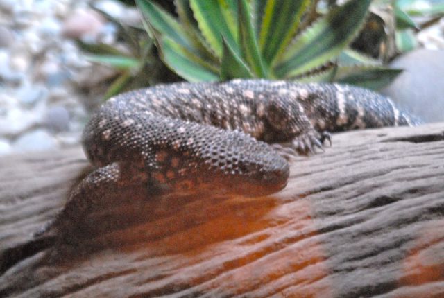 International Herp Symposium 2011