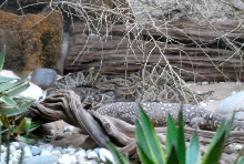 International Herp Symposium 2011