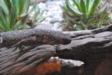 International Herp Symposium 2011