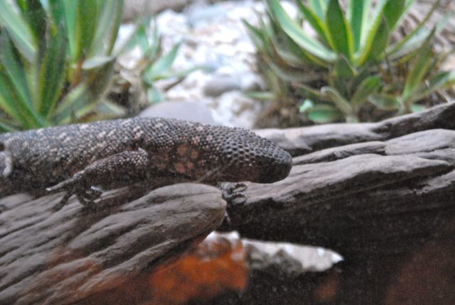 International Herp Symposium 2011