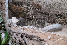 International Herp Symposium 2011
