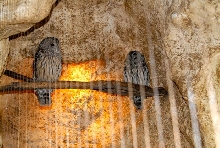 International Herp Symposium 2011