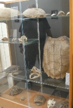 International Herp Symposium 2011
