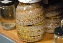 International Herp Symposium 2011