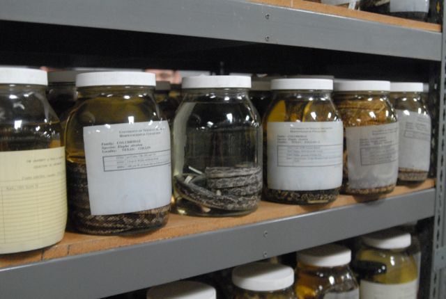 International Herp Symposium 2011