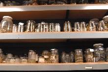 International Herp Symposium 2011