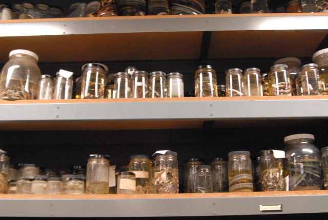 International Herp Symposium 2011