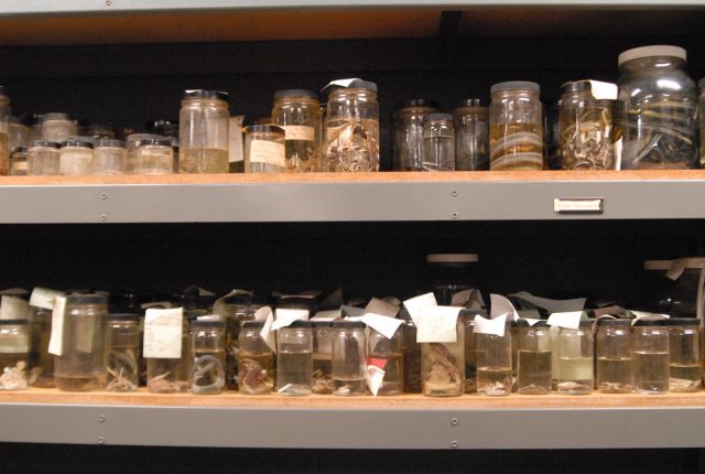 International Herp Symposium 2011