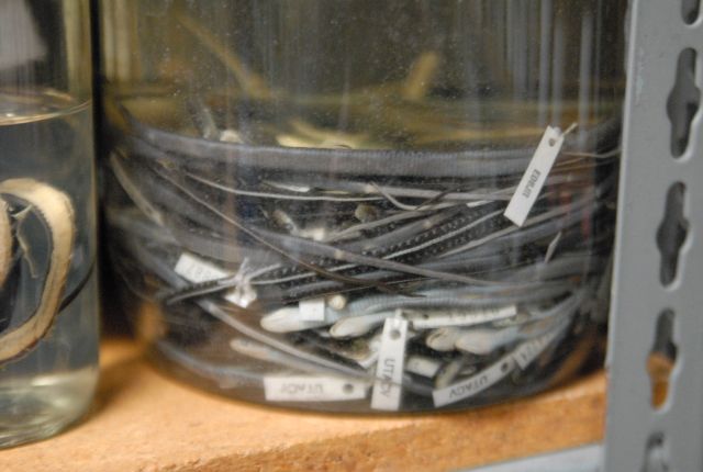 International Herp Symposium 2011