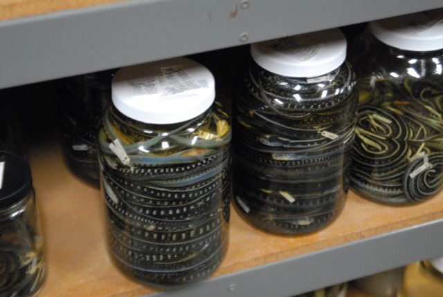 International Herp Symposium 2011
