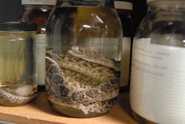 International Herp Symposium 2011